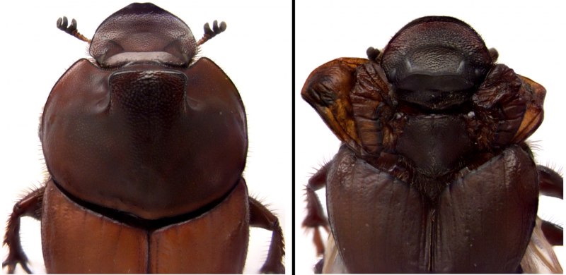 Onthophagus monstrosus
