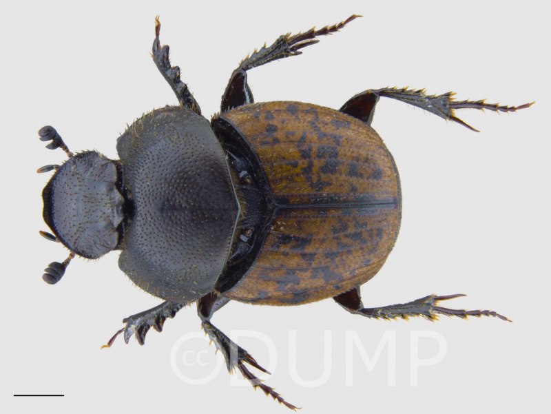 Onthophagus Coenobita