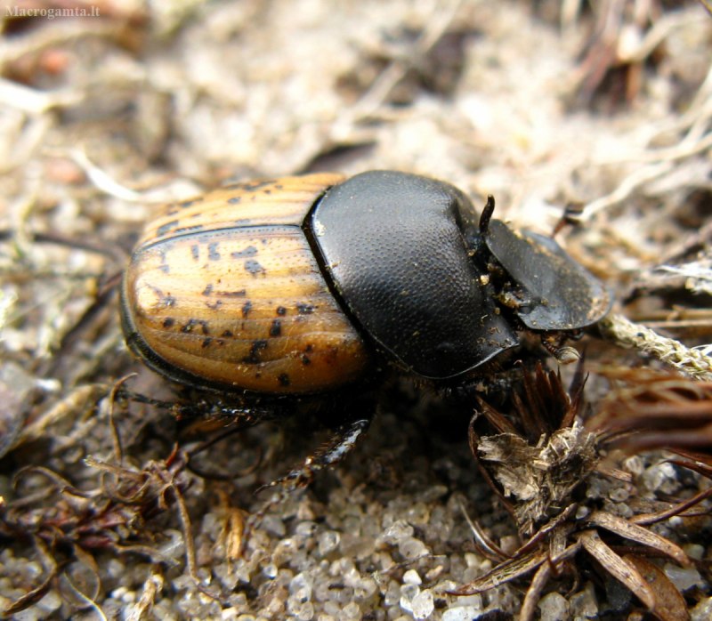 Onthophagus gibbulus