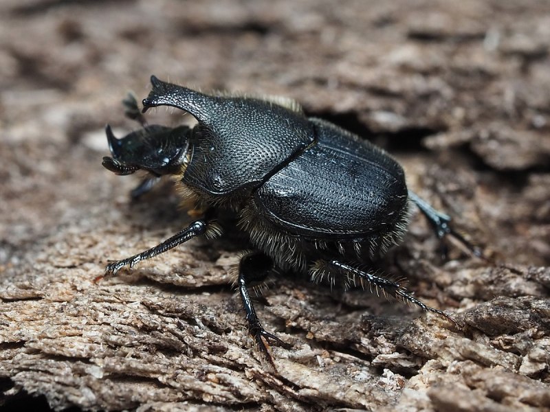 Onthophagus ovatus