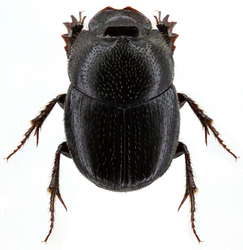 Onthophagus nuchicornis