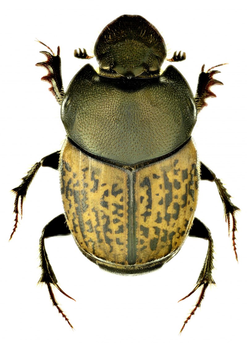 Onthophagus gibbulus