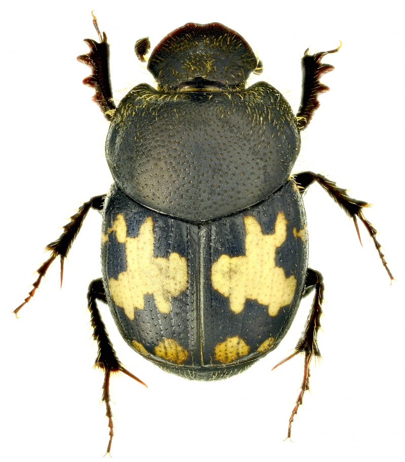Onthophagus ovatus