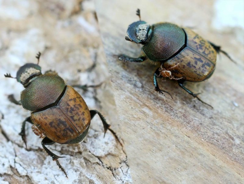 Onthophagus gibbulus