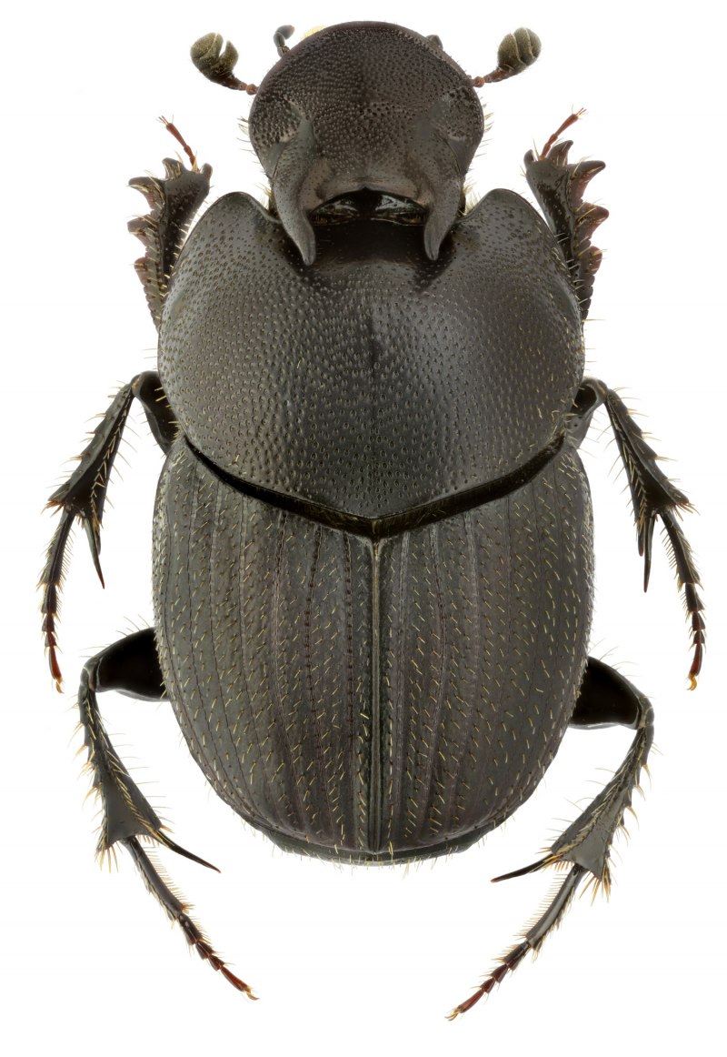 Onthophagus nuchicornis фото самки и самца