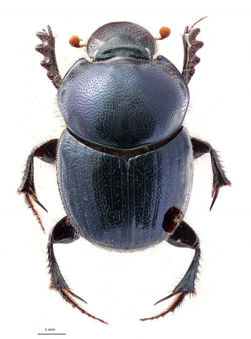 Onthophagus (Onthophagus) bivertex