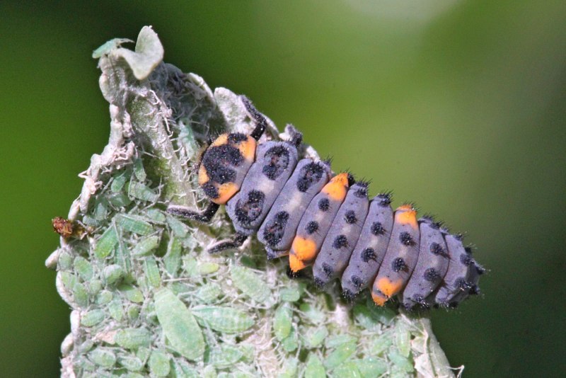 Личинка Божьей коровки Scymninae