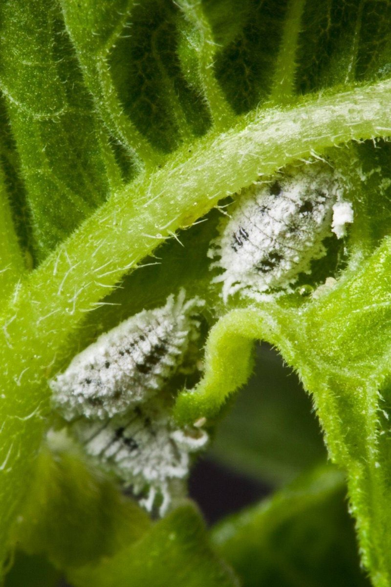 Личинка Божьей коровки Scymninae