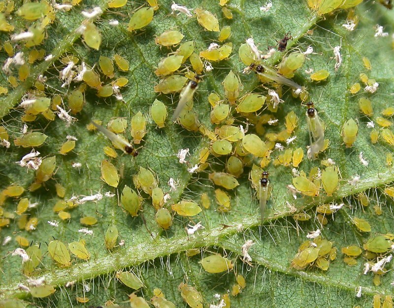 Тля Гороховая (Acyrthosiphon Pisum