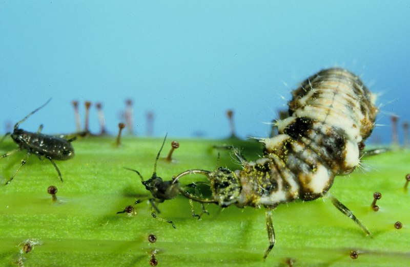 Личинка Божьей коровки Scymninae