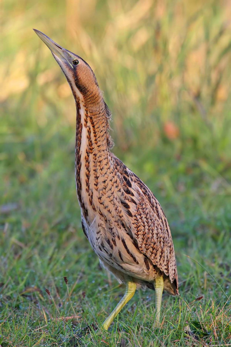 Ixobrychus Exilis
