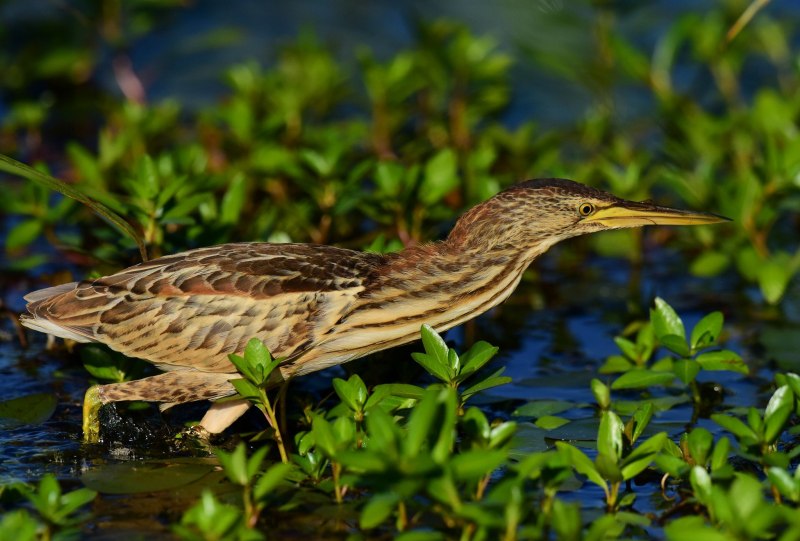 Ixobrychus minutus