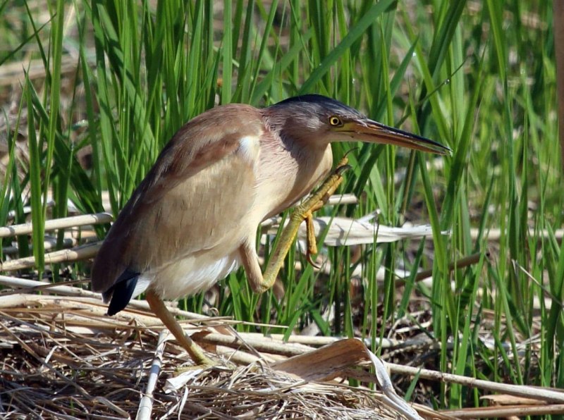 Botaurus lentiginosus