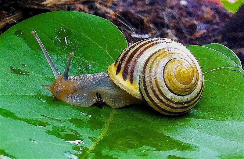 Achatina Panthera (ахатина пантера)