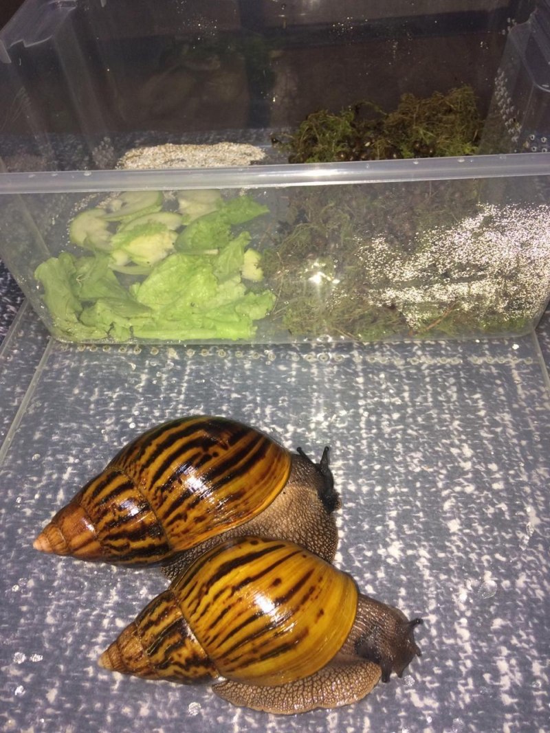 Achatina reticulata Albino