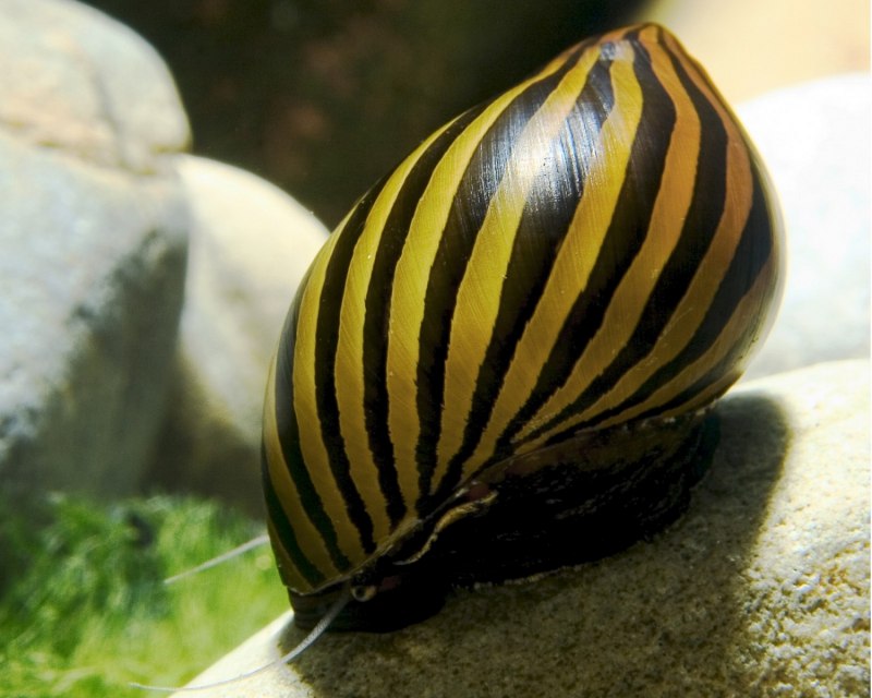 Ахатина иммакулята (Achatina Immaculata)