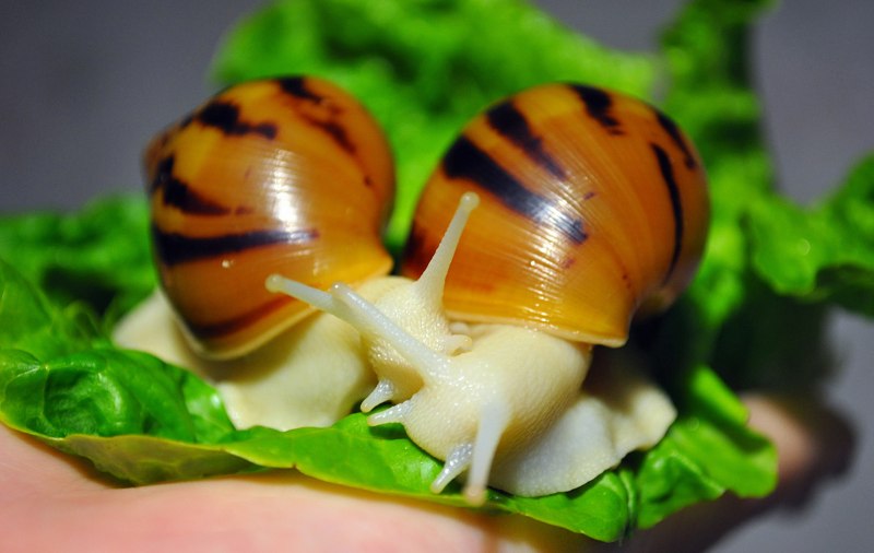 Giant African Land Snail
