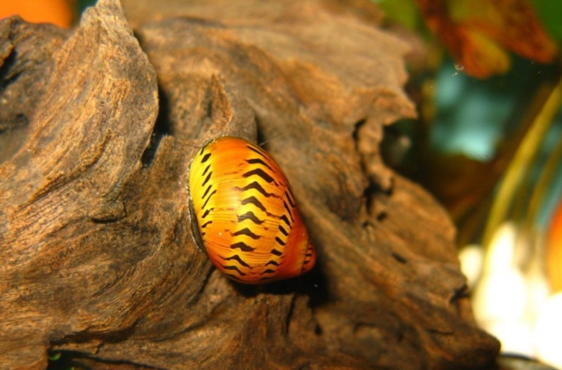 Тигровая улитка (Achatina Achatina)