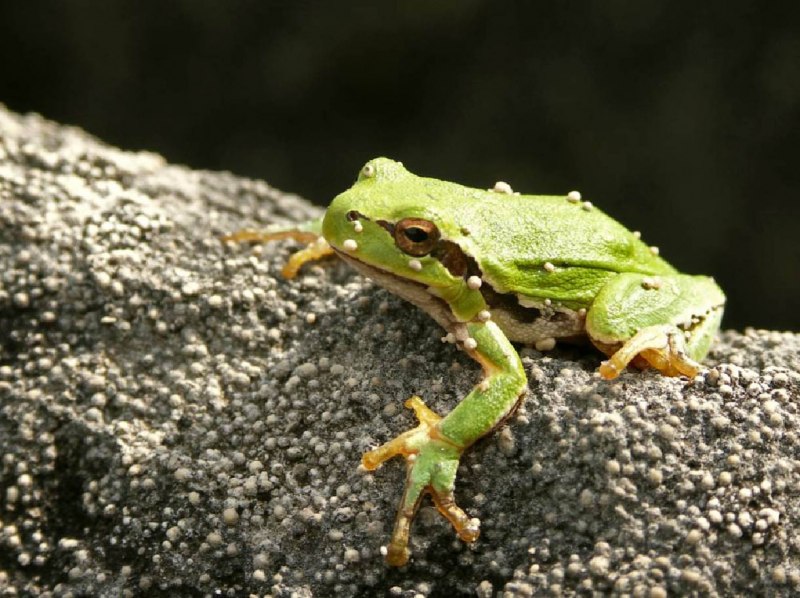 Litoria citropa
