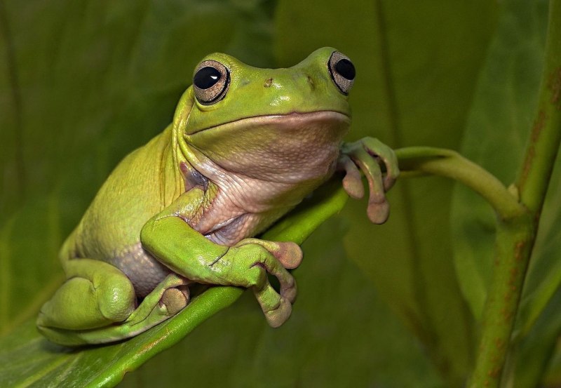 Древесная лягушка (lithobates sylvatica)