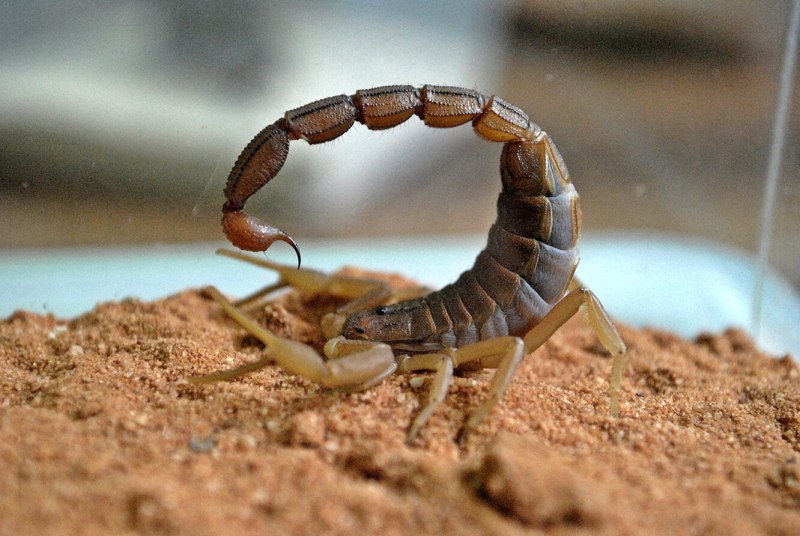 Hottentotta tamulus