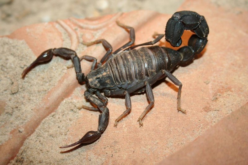 Скорпион Microtityus Minimus