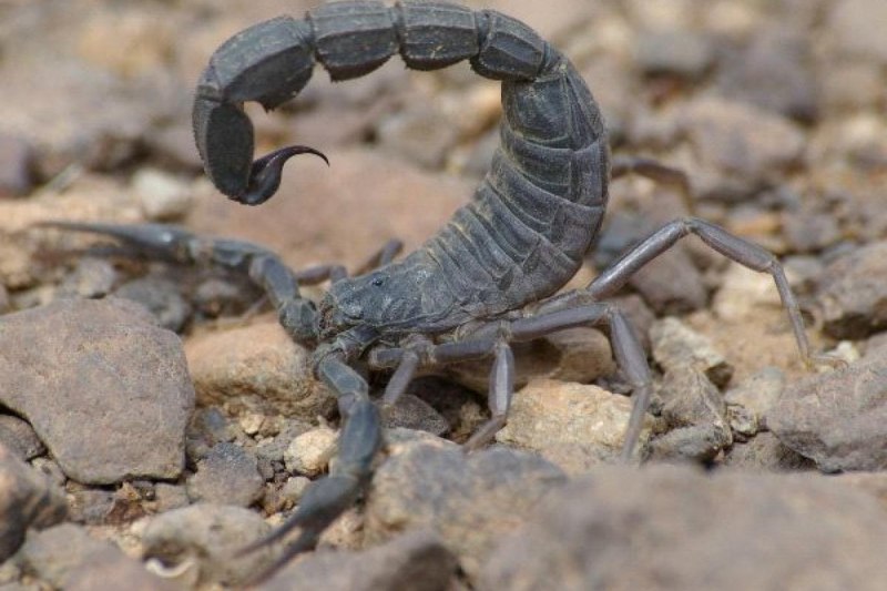 Толстохвостый Скорпион Androctonus Australis