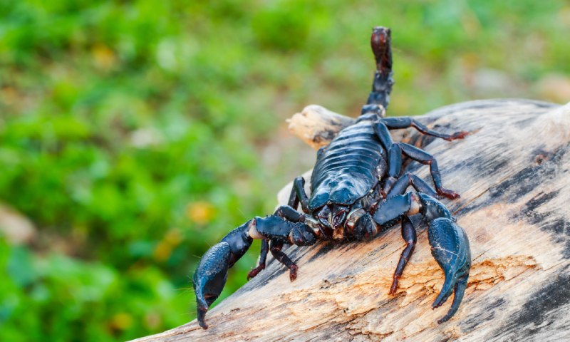 Скорпион Microbothus pusillus