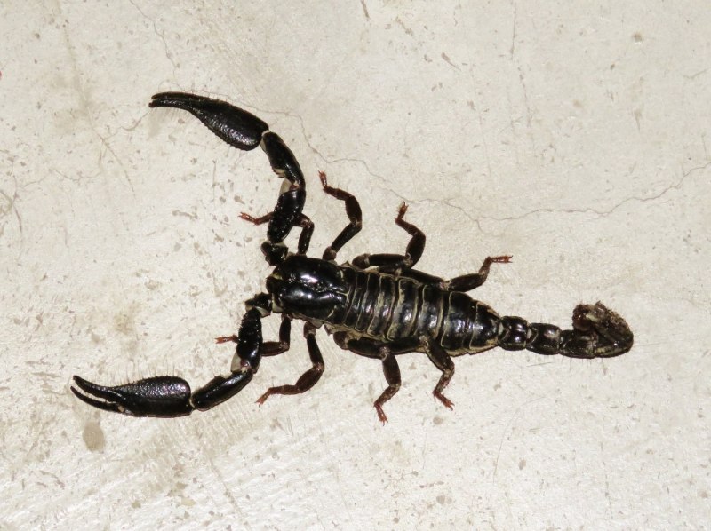 Скорпион Microtityus Minimus