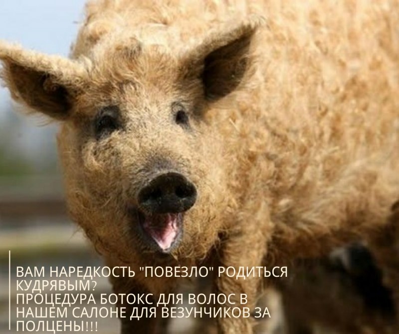 Хрюша мангалица