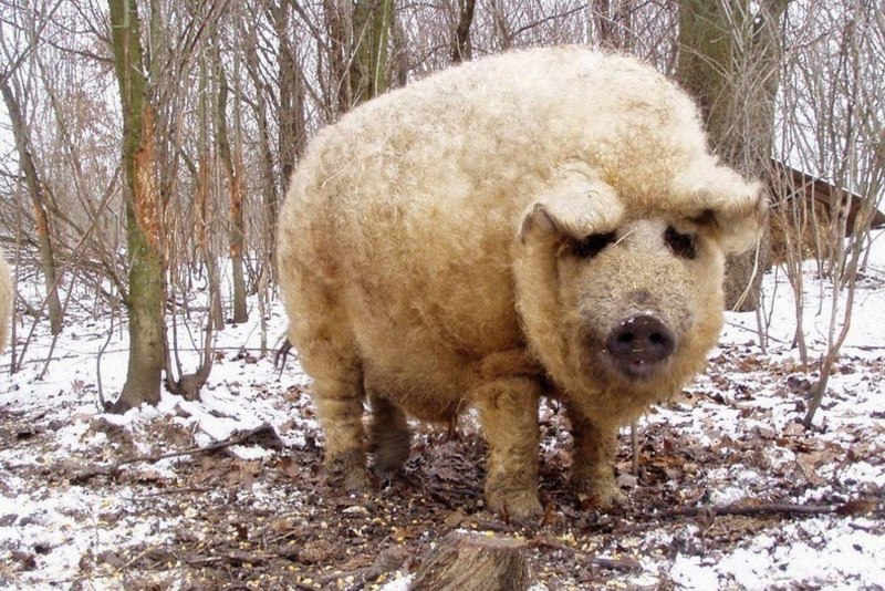 Мангалица порода свиней