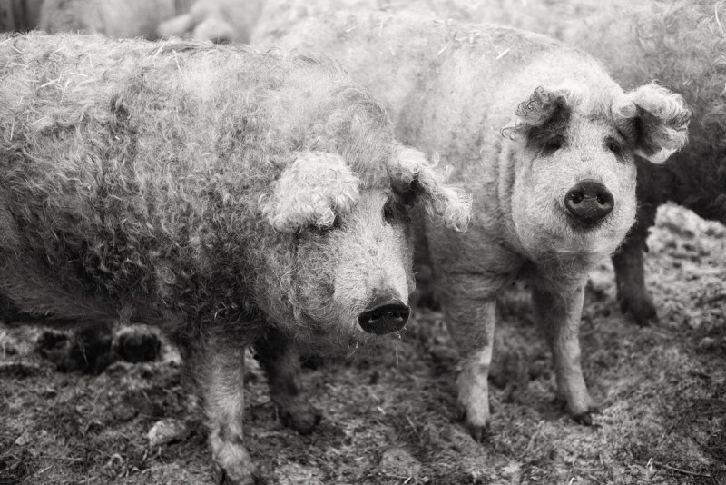 Kunekune Pig