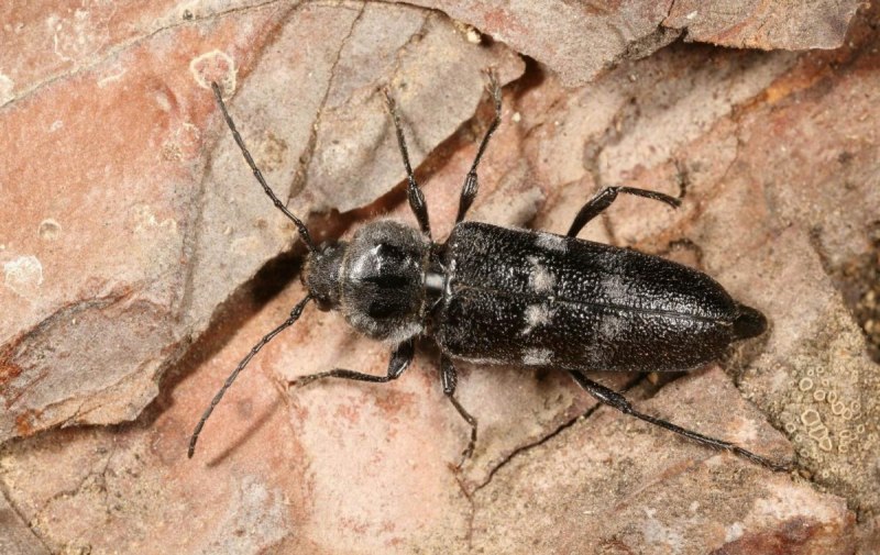 Жук древесный Точильщик (Xestobium rufovillosum