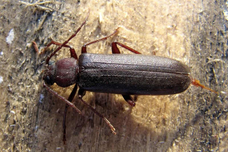 Жужелица Головастая (Broscus cephalotes l.)