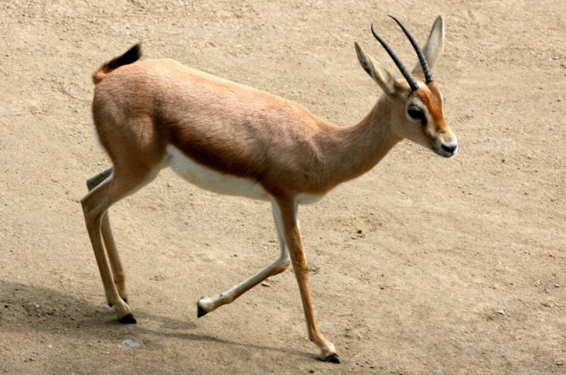 Tragelaphus strepsiceros