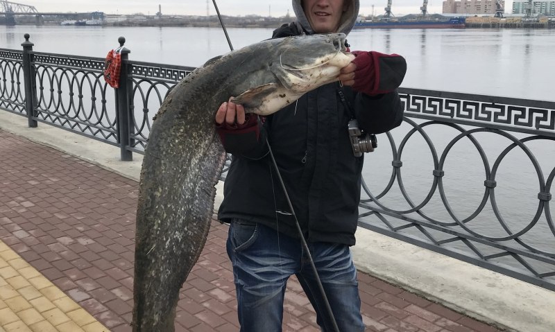 Сом в Неве