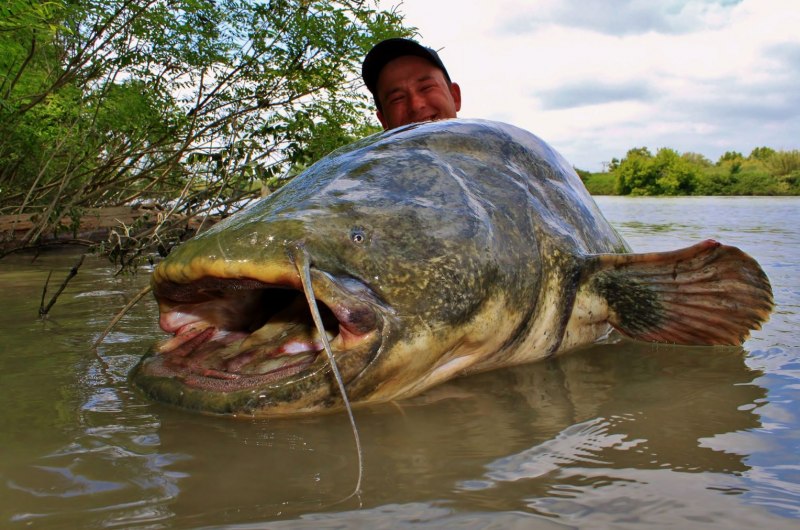 Wels Catfish