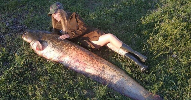 Белуга Каспийская