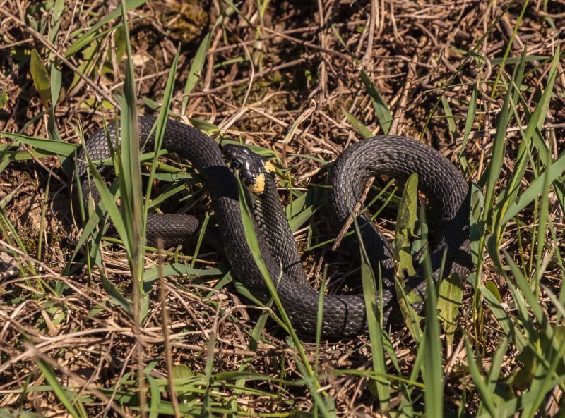 Гадюка Никольского (Vipera nikolskii)