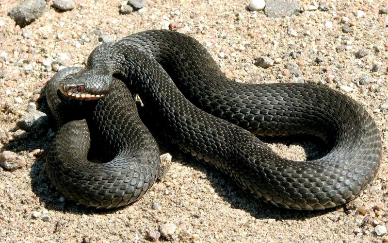 Гадюка Никольского (Vipera nikolskii)