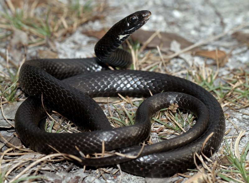 Гадюка Никольского (Vipera nikolskii)