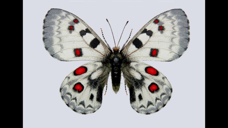 Parnassius charltonius