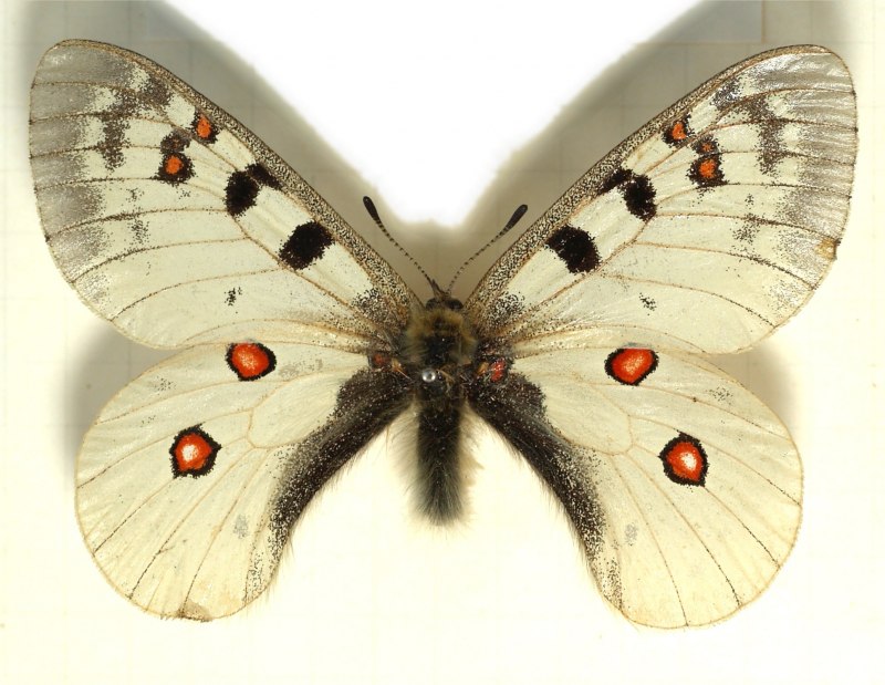 Аполлон обыкновенный (Parnassius Apollo)