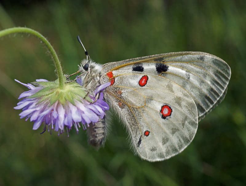Самка Parnassius Apollo сфрагис