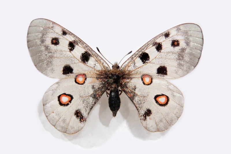 Аполлон (Parnassius Apollo)