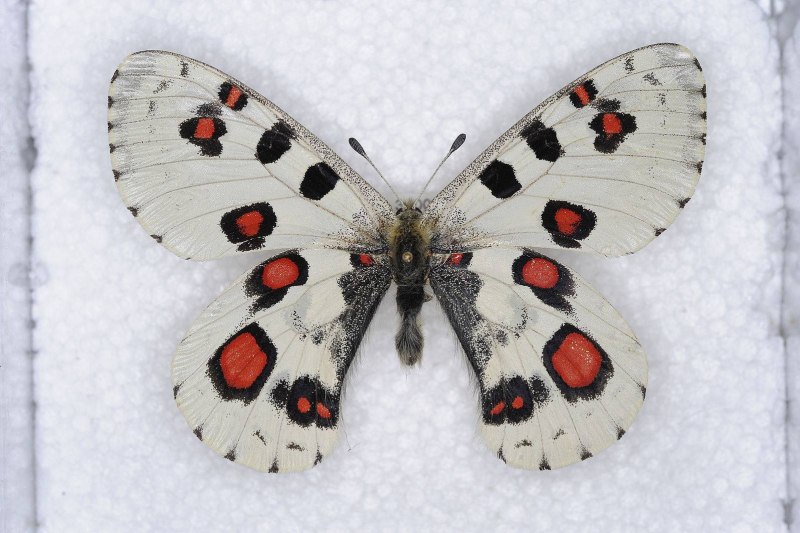 Аполлон обыкновенный (Parnassius Apollo)