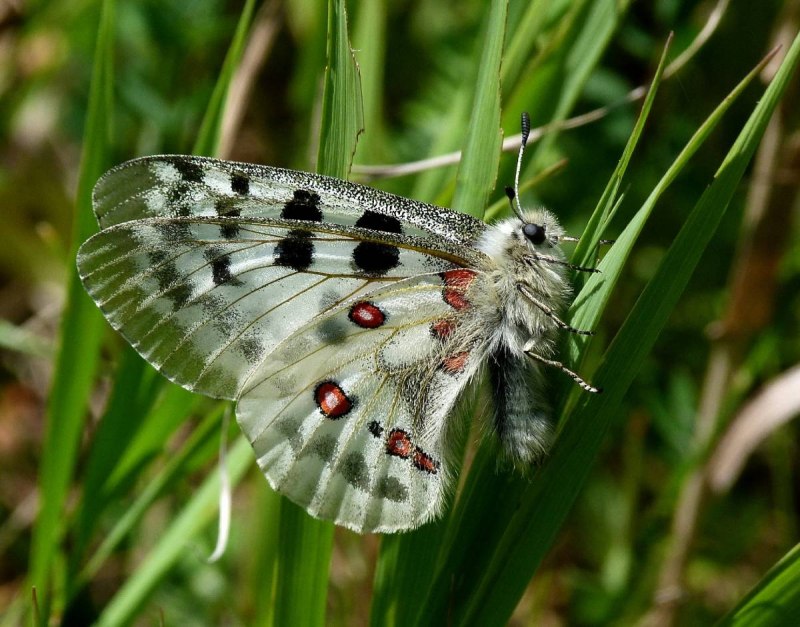 Аполлон -Parnassius Apollo (Linnaeus, 1758)