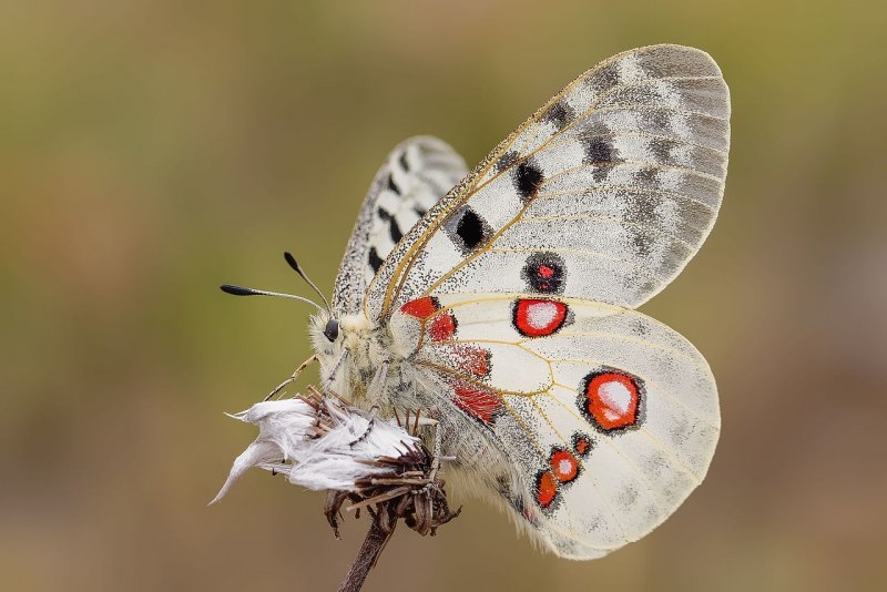 Аполлон -Parnassius Apollo (Linnaeus, 1758)