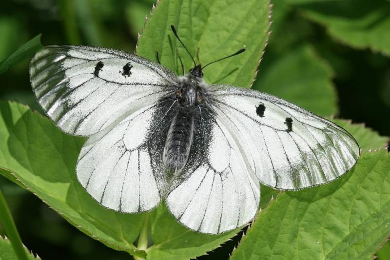 Аполлон -Parnassius Apollo (Linnaeus, 1758)