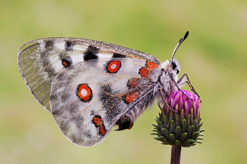 Аполлон -Parnassius Apollo (Linnaeus, 1758)